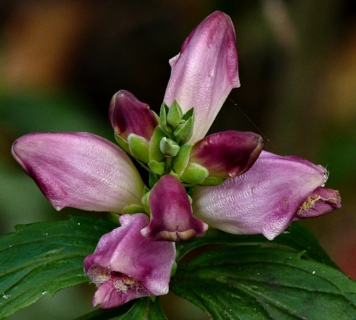 {Chelone obliqua}